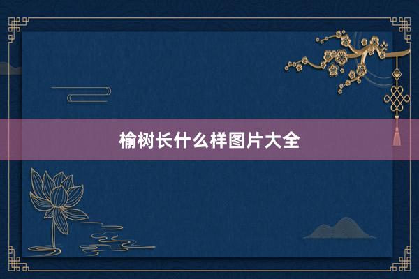 榆树长什么样图片大全